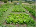 UBC farm